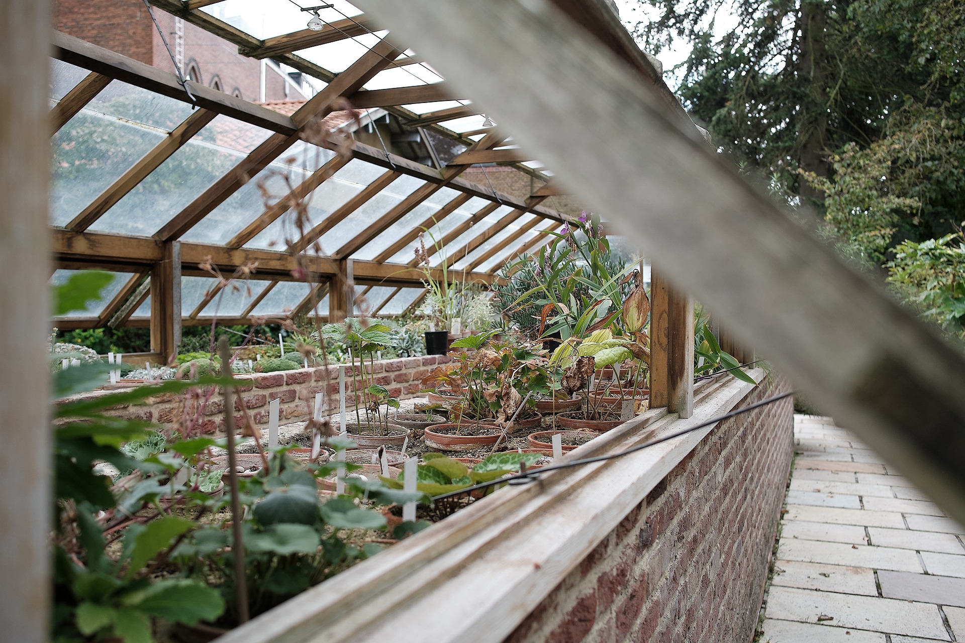 Bilden visar ett växthus som med fördel kan renoveras med kanalplasttak. Plasttak finns som praktisk polykarbonat vilket fungerar bra för både växthus och uterum.